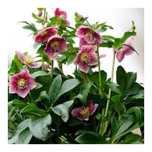 Helleborus Viv batista Hunyor  K14L