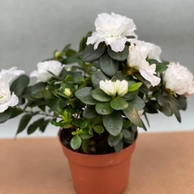 Azalea Extra fehér K20