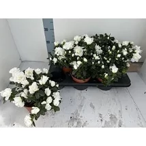 Azálea japonica - Japán azálea fehér K7l 15cm