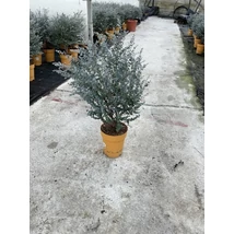 Eucalyptus gunnii Azura Downunder Dreams -  Havasi eukaliptusz azúrkék P7 60/80