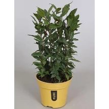 Fűszernövény-Fűszerbabér Cs18