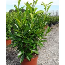 Prunus laurocerasus 'Fontanette' - Oszlopos babérmeggy 125/150 K25/40