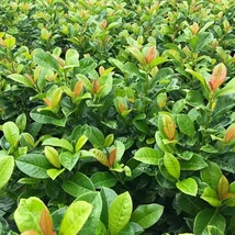 Prunus laurocerasus 'Antonius' - Babérmeggy 100/125 FL