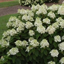 Hydrangea paniculata 'Baby Lace' -  Bugás hortenzia 30/50 K3,5