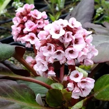 Bergenia Bach - Rózsaszín bőrlevél CS14