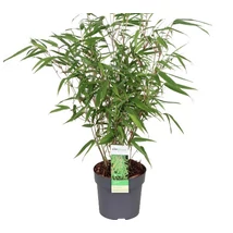 Fargesia Rufa - Bokrosodó bambusz P14