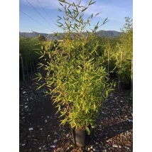Phyllostachys bissetii  - Sövénybambusz C18 200/225