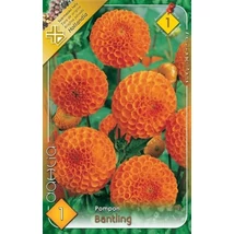 Dália gumó Bantling 1-db