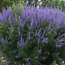 Vitex agnus-castus - Illatos barátcserje P19 40/60