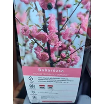 Prunus triloba 'Rosenmund' - Babarózsa K2