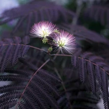 Albizia julibrissin 'Summer Chocolate' - Bordó levelű selyemakác bokor C30 150/175