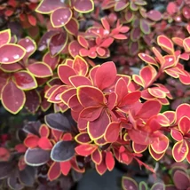 Berberis thunbergii 'Coronita' - Japán borbolya