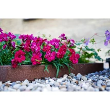 Dianthus Beauties Tiiu - Szegfű Cs10,5