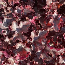Heuchera Black Beauty - Tűzeső Cs14