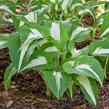 Hosta Night Before Christmas- Árnyékliliom CS14