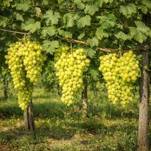 Vitis vinifera - szőlő Belgrádi magvatlan fehér K2 30/50