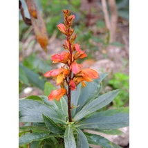 Isoplexis isabelliana Bella Cs19