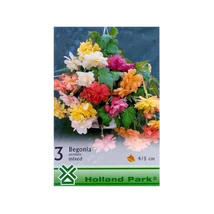 Begónia Csüngő mixed 3db/cs