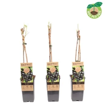 Ribes nigrum Ben Nevis - Fekete ribiszke CS15