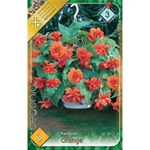 Begónia Csüngő orange 3db/cs