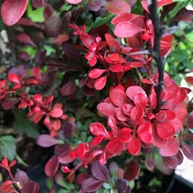 Berberis x media Red Jewel - Borbolya K2-3 20/40