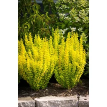 Berberis thunbergii 'Golden Rocket'® – Oszlopos, sárgászöld levelű japán borbolya K2 20/30
