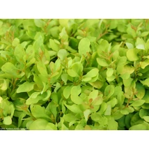 Berberis thunbergii 'Lime Star' - Japán borbolya K2 10-30