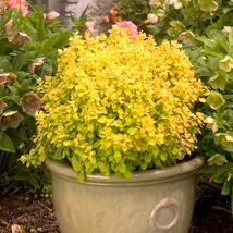 Berberis thunbergii 'Special Gold' – Arany levelű japán borbolya K2 20/40