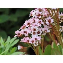 Bergenia 'Angel Kiss' - Bőrlevél D14