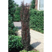 Berberis thunbergii 'Helmond Pillar' – Oszlopos japán borbolya K2 30/50