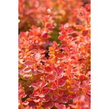 Berberis thunbergii 'Orange Ice PBR - Borbolya piros-narancs K2 20-40