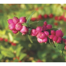 Symphoricarpos x doorenbosii 'Magic Breey' - Hóbogyó K2L 40/60