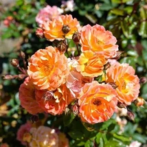 Rosa Bessy - Talajtakaró rózsa K1,5 20-30