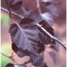 Betula pendula 'Purpurea' – Bíbor levelű nyírfa K15 160/200