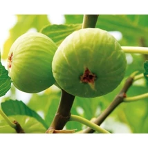 Ficus Carica Füge Brogiotto Bianco K2 35/45