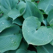 Hosta Big Daddy - Árnyékliliom CS14