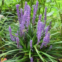 Liriope muscari Big Blue - Gyöngyikés gyepliliom D14