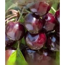 Prunus avium 'Bigarreau Burlat Cseresznye K5