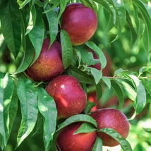 Prunus persica var. nucipersica ‘Big Top’ – Big Top nektarin K5