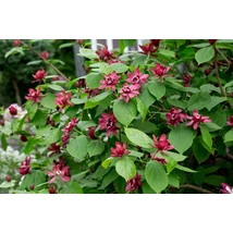 Calycanthus × raulstonii 'Harlage Wine' K5 Illatos Füszercserje