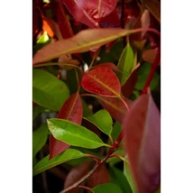 Photinia x fraseri 'Red Robin' - Korallberkenye 40/60