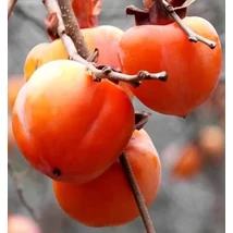 Diospyros kaki 'Rojo Brillante' - Datolyaszilva K15