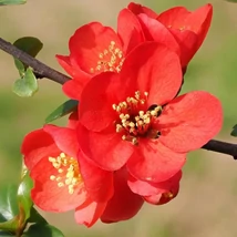 Chaenomeles speciosa - Piros Japán Birs 2L 40/60