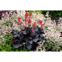 Heuchera Black F. Cake K1,5 15-20
