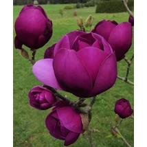 Magnolia 'Black Tulip'-- Liliomfa Black Tulip CLT 25/30 120+