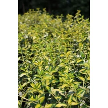 Euonymus fortunei 'Blondy' - kecskerágó Cs14 15+