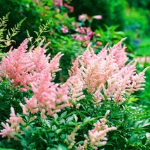 Astilbe japonica Peach Blossom - Tollbuga K2l