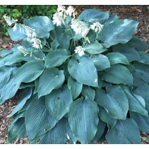 Hosta Blue Angel - Árnyékliliom CS14