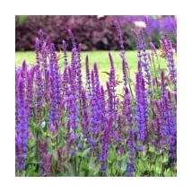 Salvia nemorosa Blue Bouqetta Cs14