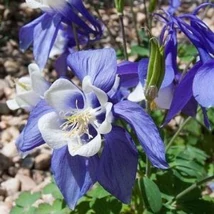 Aquilegia caerulea Kirigami Light Blue Wihite - Kerti harangláb Cs14
